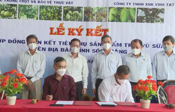 Sóc Trăng định hướng phát triển cây ăn trái xuất khẩu (19-08-2022)